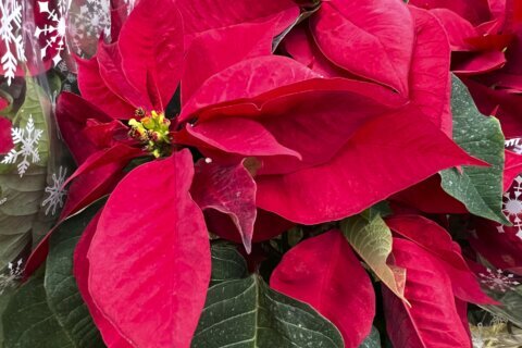 Not so fast: You could toss your poinsettias, or help them ‘bloom’ again next year