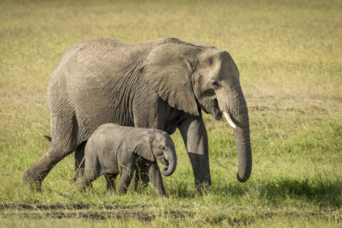 First baby African elephant born at Disney’s Animal Kingdom in 7 years, park says