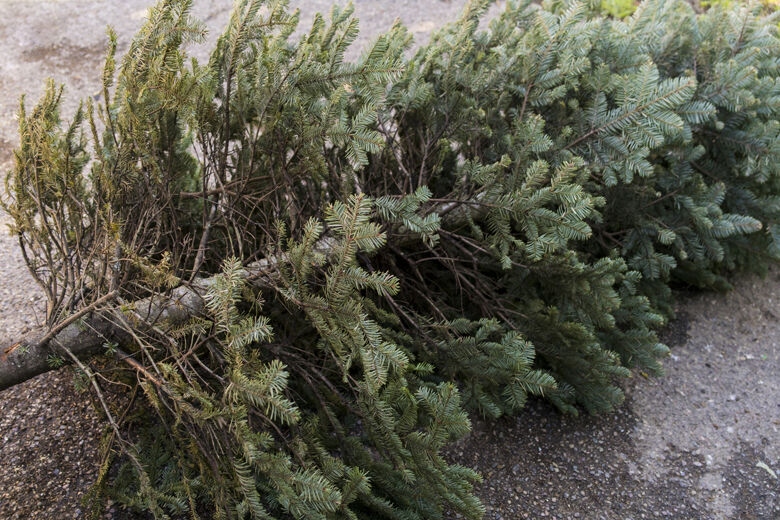华盛顿特区居民可在哪里处理他们的圣诞树和节日装饰品