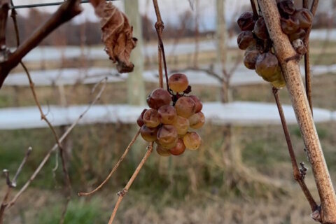 Janemark Winery grapes