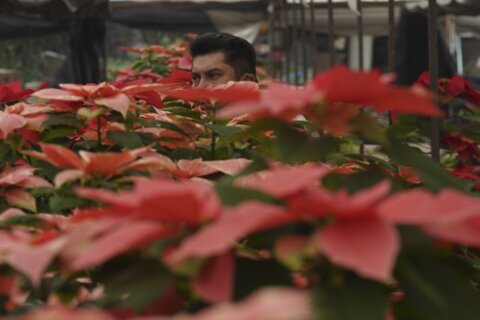 The checkered history of the poinsettia’s namesake and the flower’s origins get new attention