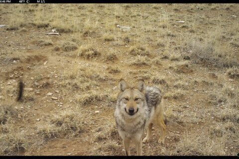 US wildlife managers capture wandering Mexican wolf, attempt dating game ahead of breeding season