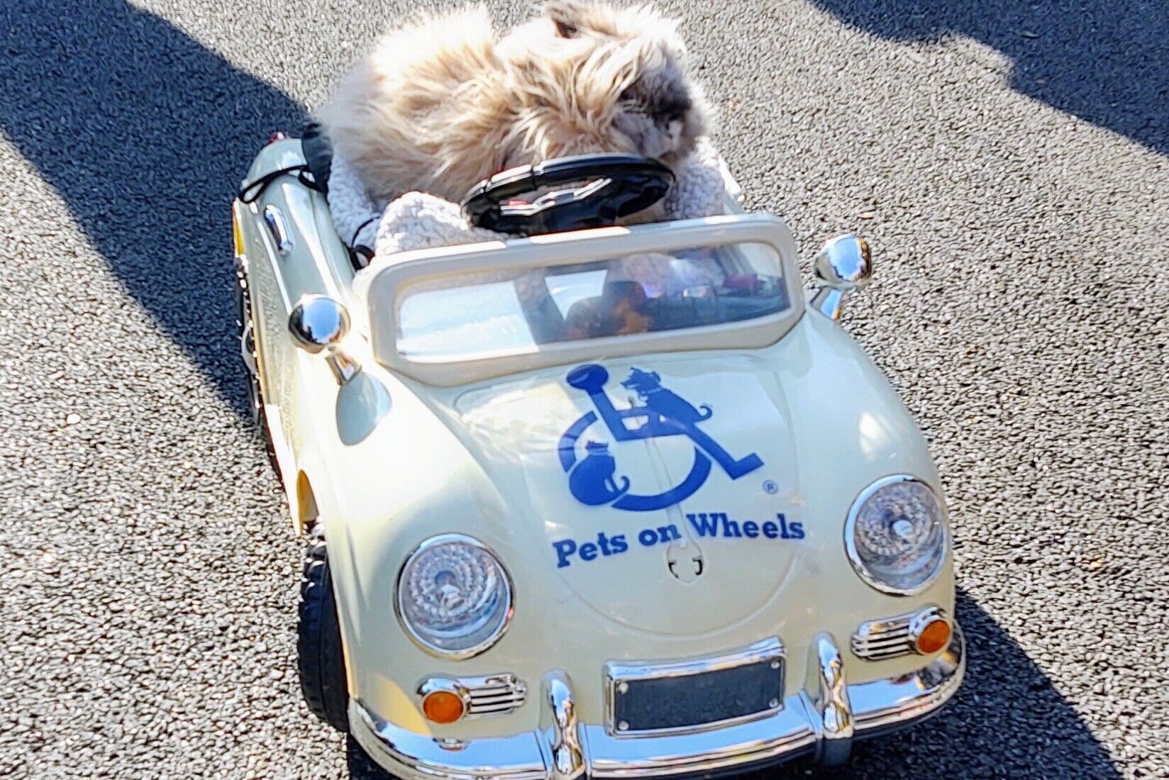 Pets on wheels offers destress breaks to univ of md students wtop news