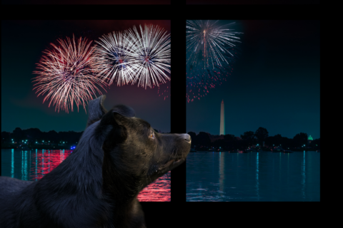 How to keep pets safe while ringing in 2024