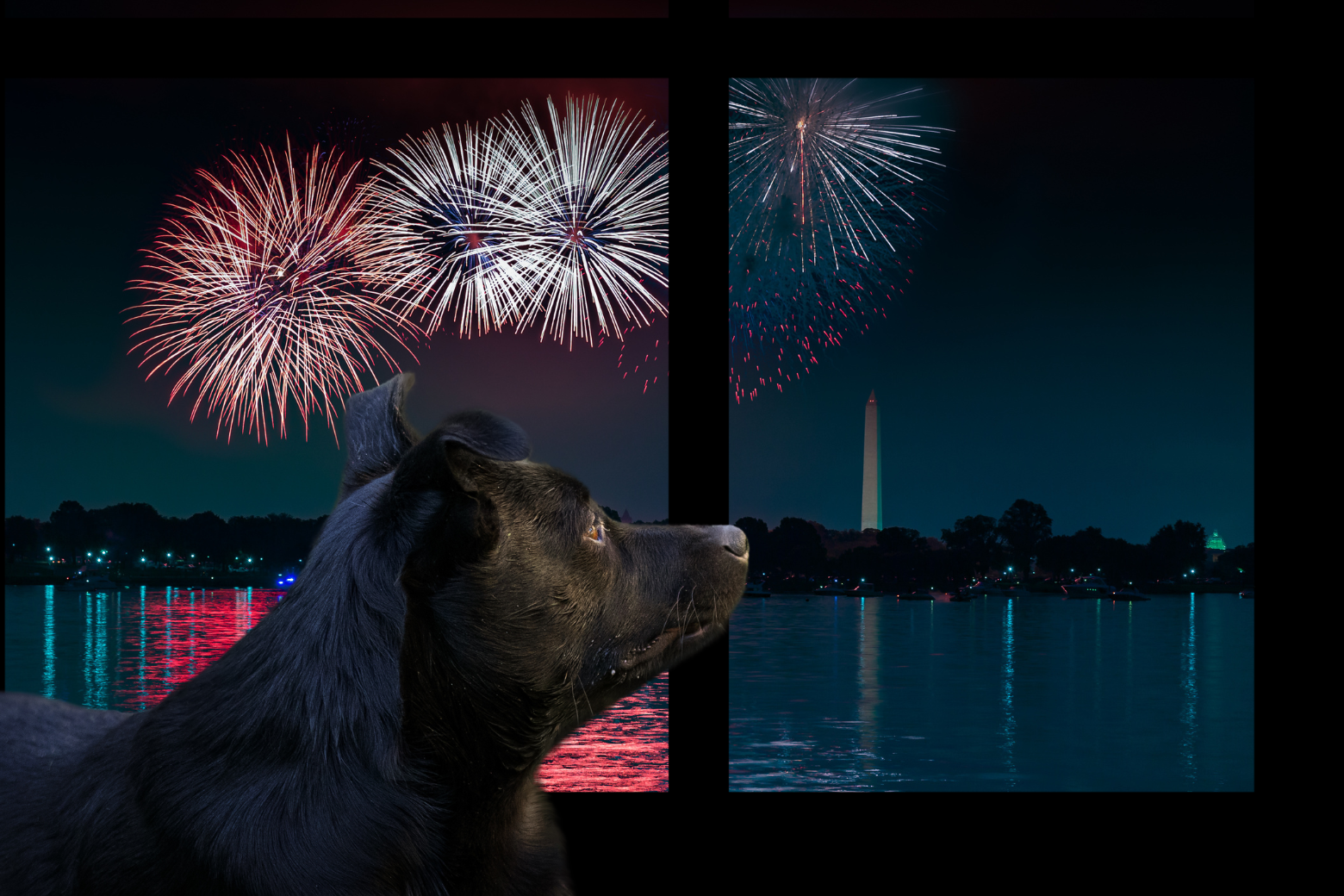 How To Keep Pets Safe While Ringing In 2024 WTOP News   Fireworks Dc 