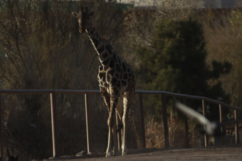 Gangly adolescent giraffe Benito has a new home. Now comes the hard part — fitting in with the herd