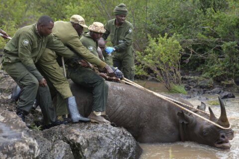Kenya embarks on its biggest rhino relocation project. A previous attempt was a disaster