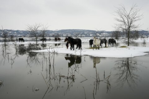 Nearly 200 cows and horses stuck on a Serbian river island in cold weather are being rescued