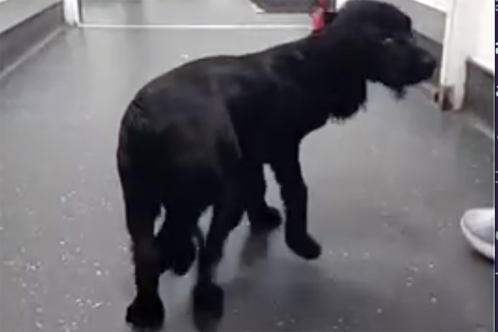 6-legged-spaniel-undergoes-surgery-to-remove-extra-limbs-and-adjusts-to