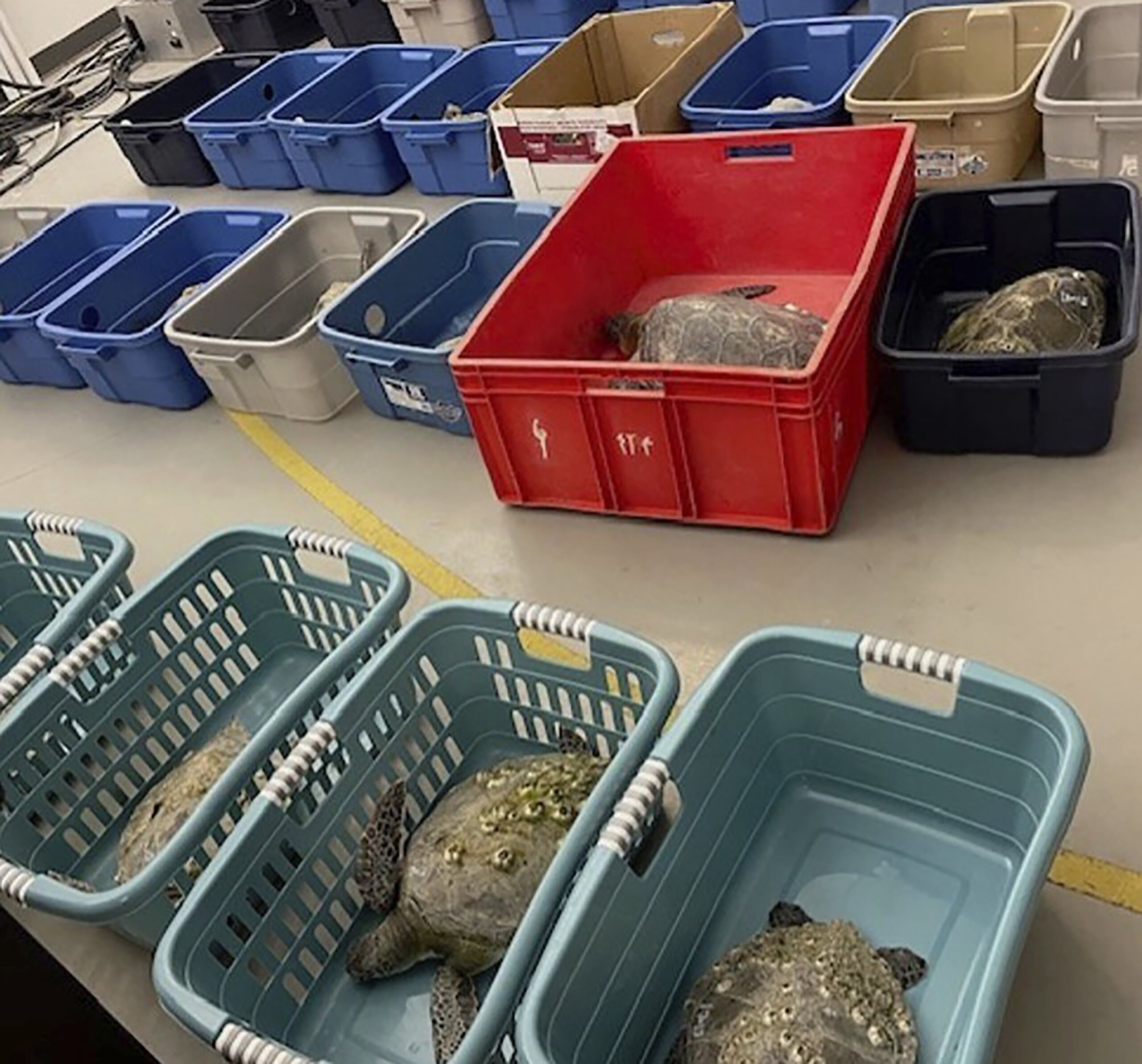 Scores of North Carolina sea turtles have died after being stunned by ...