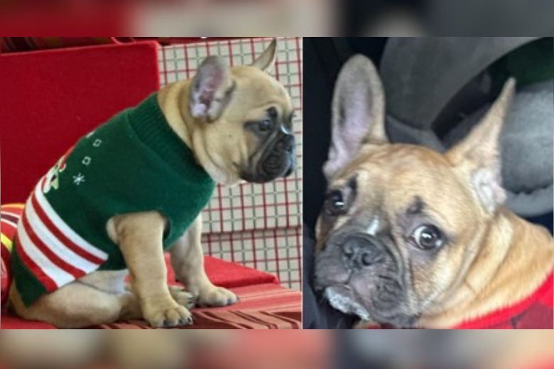 再次报道称华盛顿DC地区的一只法国斗牛犬幼犬被盗