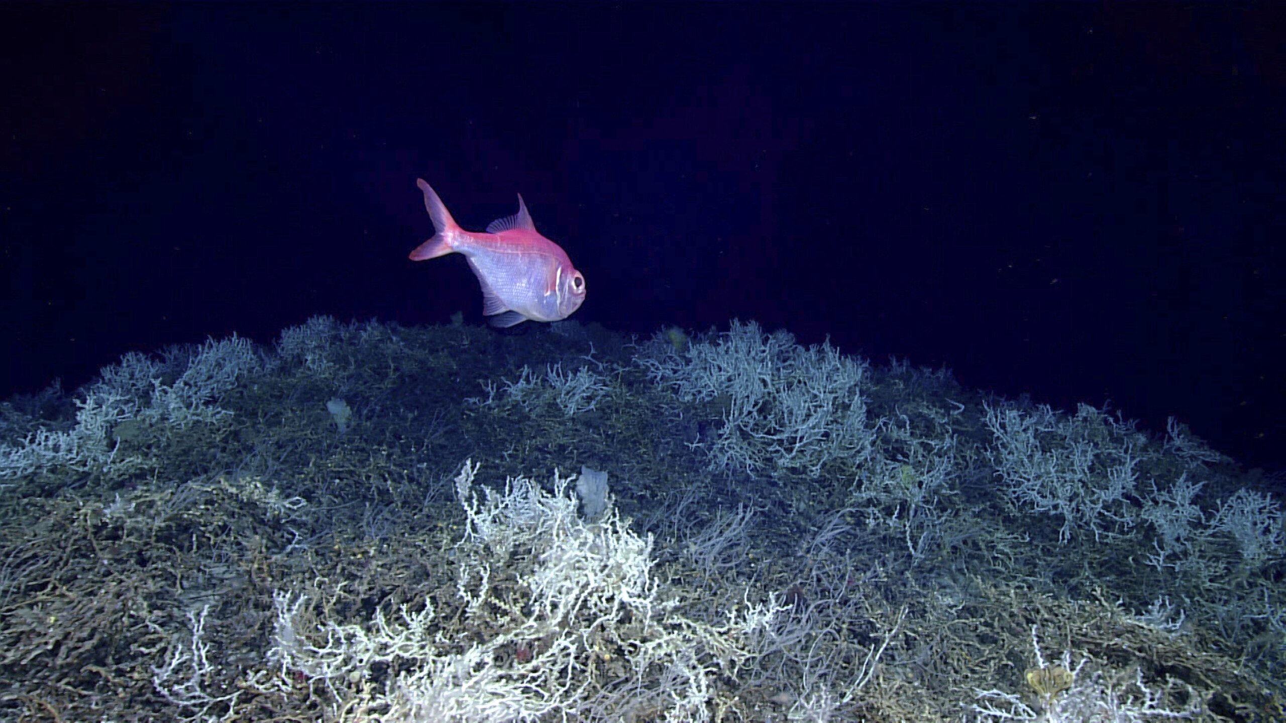 Largest deepsea coral reef to date is mapped by scientists off the US