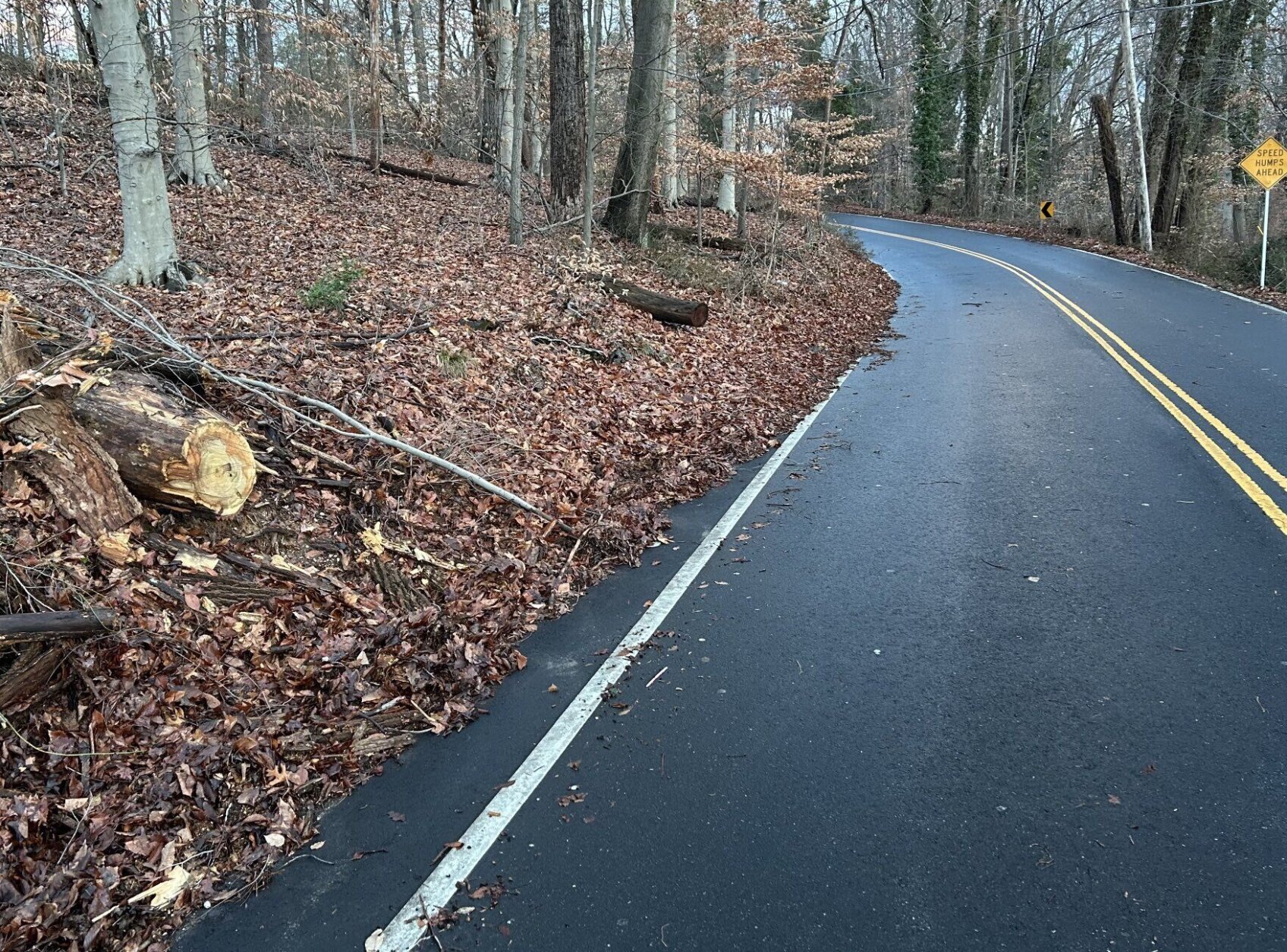 Fallen tree on Brookside Drive