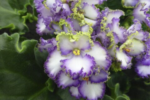 The shade-loving African violet is having its day in the sun