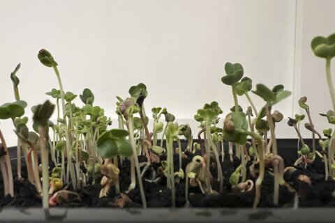 For a winter gardening project with a gourmet touch, try growing microgreens