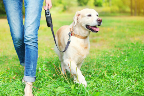 Two easy ways to avoid injuries while walking your dog