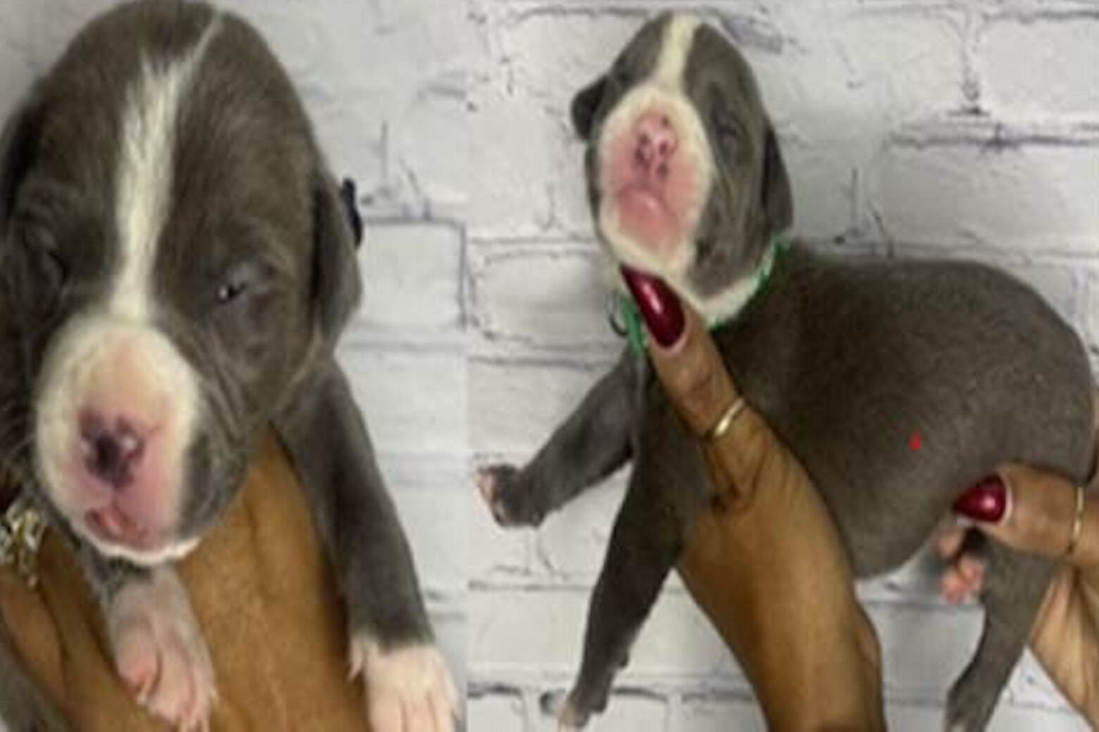 华盛顿最新一系列狗狗被盗案件中，8只小狗被盗