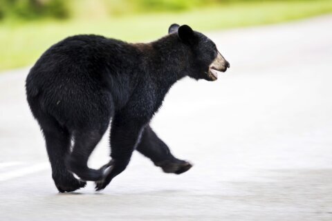Floridians could kill black bears when threatened at home under a bill ready for House vote