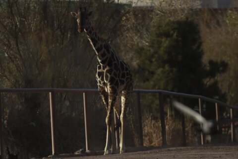 Benito the giraffe goes on a 40-hour road trip to find warmth, and maybe a mate, in central Mexico