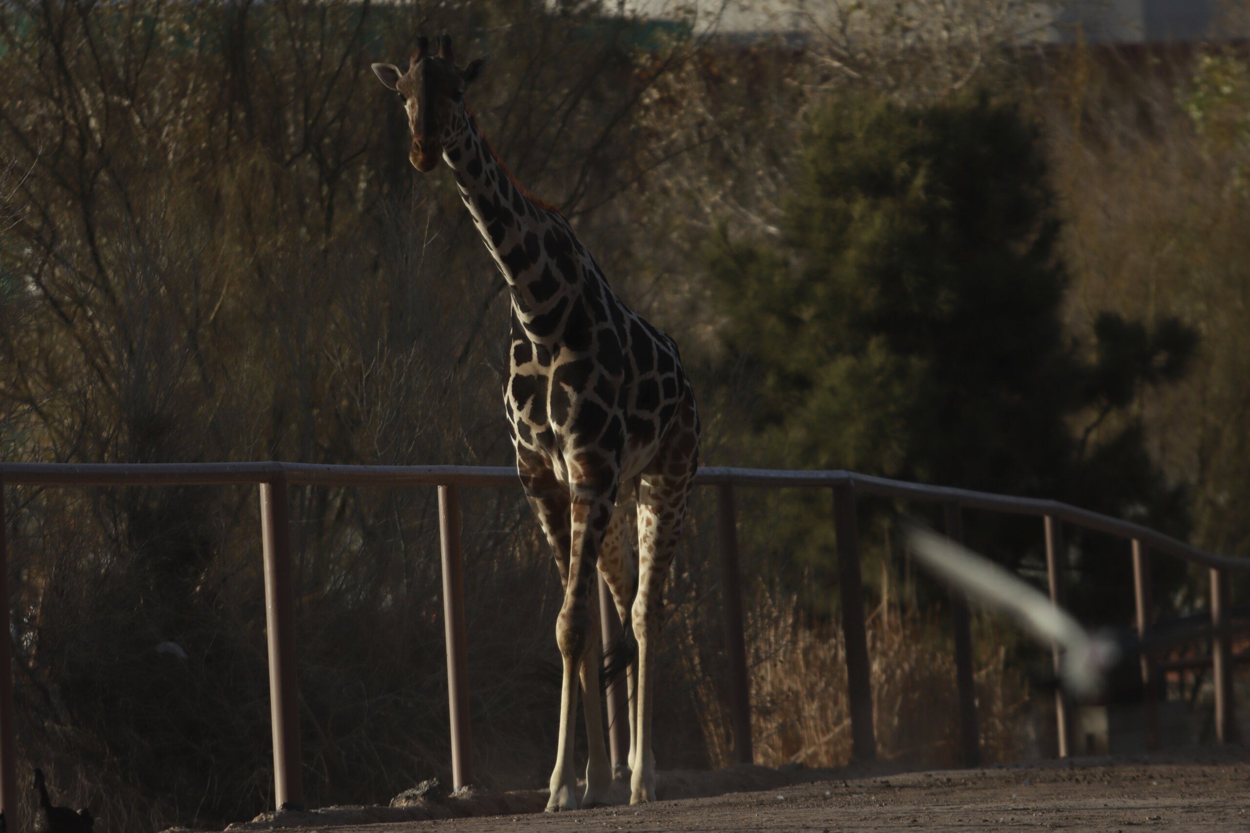 Benito The Giraffe Goes On A 40-hour Road Trip To Find Warmth, And ...