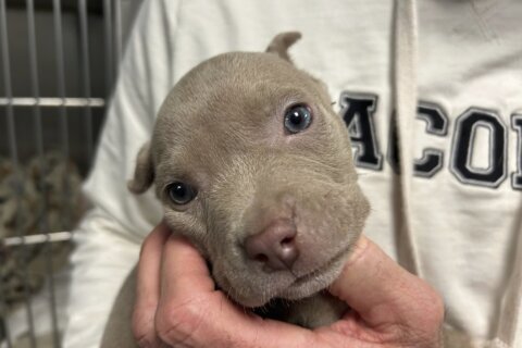 Furry surprise in theft suspect’s pocket: A tiny blue-eyed puppy