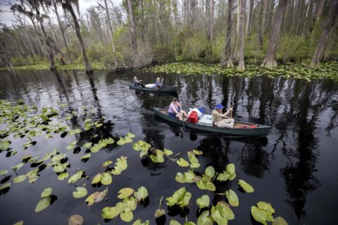 Company seeking to mine near Okefenokee will pay $20,000 to settle environmental violation claims