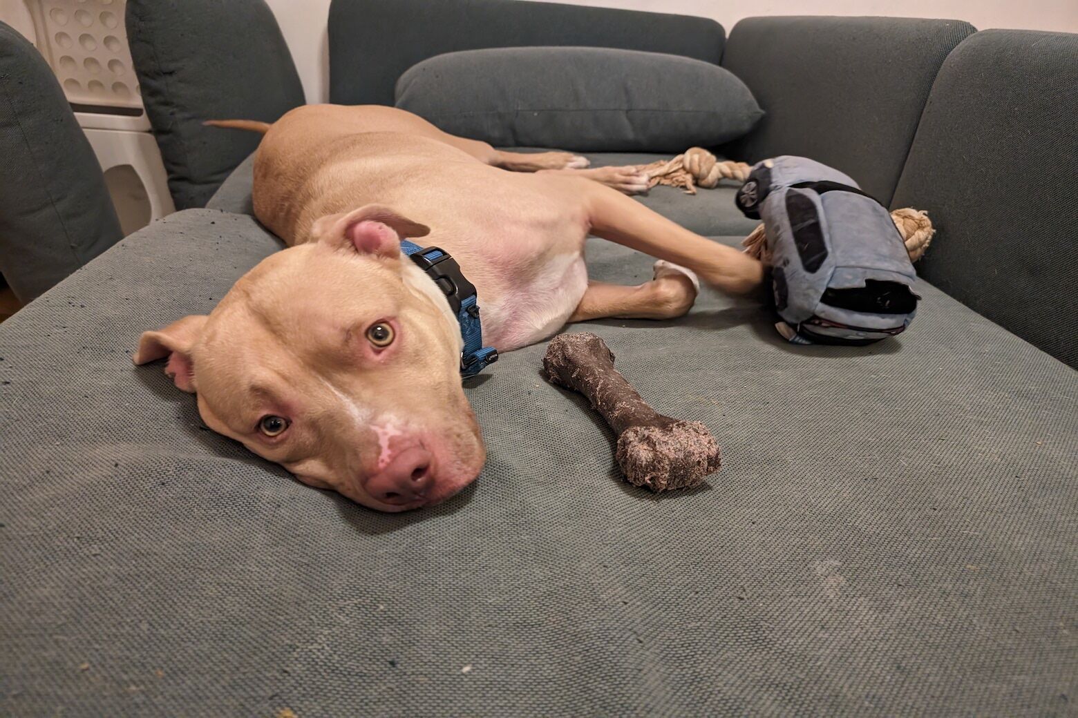 <p>Meet OG!</p>
<p>If you like cuddling with dogs, then OG is the guy for you. All he wants in life is to curl up in your lap (his size doesn&#8217;t matter – he will find a way!). His foster parent says he’s also a polite houseguest and good at apartment living.  At 1 years old, he still has some puppy energy, but he’s quickly learned basic commands like “sit and “stay,” and he’s already crate and house trained. We’d love to help him find a new home where he can enjoy all his favorite things: walks, scratches behind his ears, treats, and snuggles on the couch. Is OG the loyal companion you’ve been looking for? To learn more, visit <a href="http://www.humanerescuealliance.org/dogs">www.humanerescuealliance.org/dogs</a>.</p>
