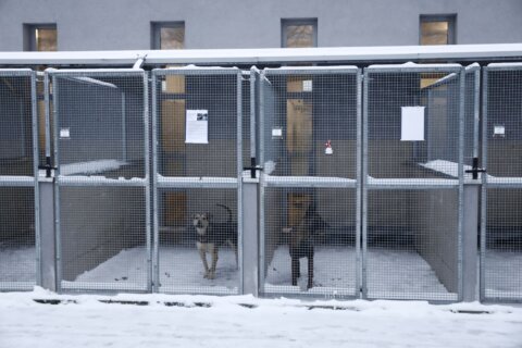 A dog shelter gets a warm response to its appeal for homes for its pups during a cold snap in Poland