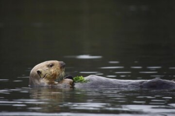 Sea Otters