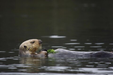 Otters enjoy a snow day in Maryland during winter storm