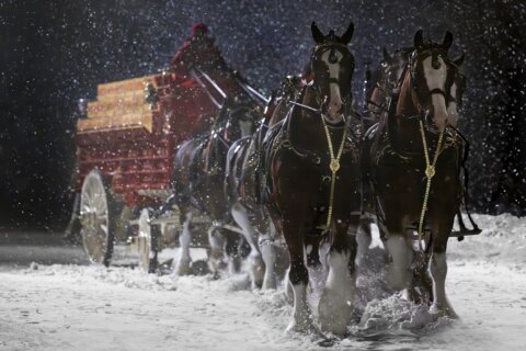Bud brings back Clydesdales as early Super Bowl ad releases offer up nostalgia, humor, celebrities