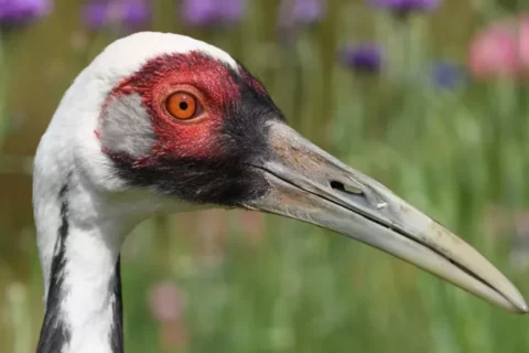 Walnut the white-naped crane that had pleasing, pastoral life and special bond with keeper dies at 42