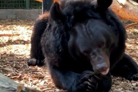 Bear rescued from bombed-out Ukrainian zoo gets new home in Scotland