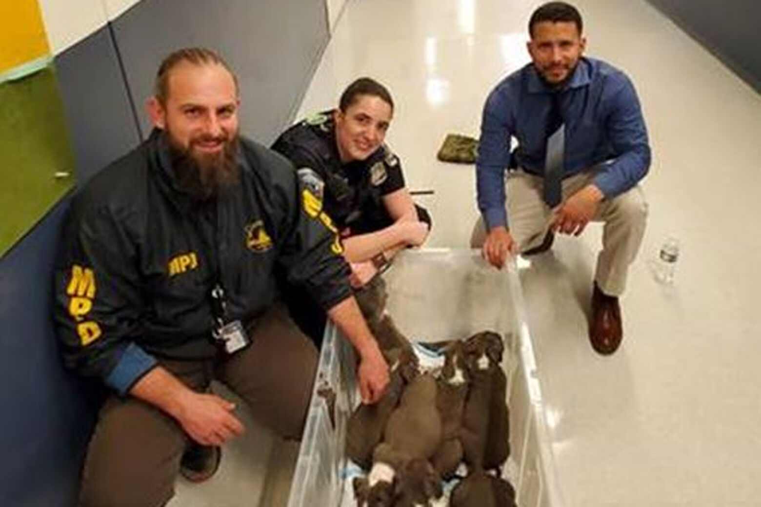 在华盛顿被盗狗案中，8只小狗中有7只被找到