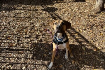 wade pet of the week