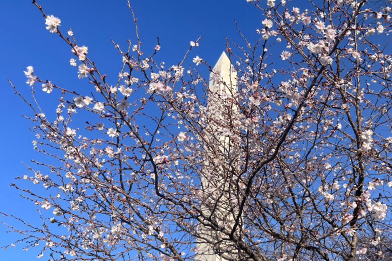 华盛顿特区的樱花树已经开花了——但不要惊慌
