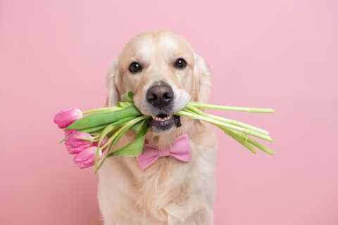 Free dog adoptions at DC’s Humane Rescue Alliance to celebrate Valentine’s Day