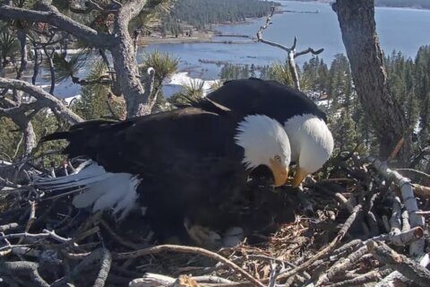 Hatch watch is underway at a California bald eagle nest monitored by a popular online camera feed