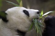 After a sad farewell, could DC see the return of the beloved giant pandas?