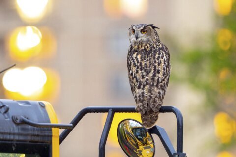 Who freed Flaco? One year later, celebrity owl’s escape from Central Park Zoo remains a mystery