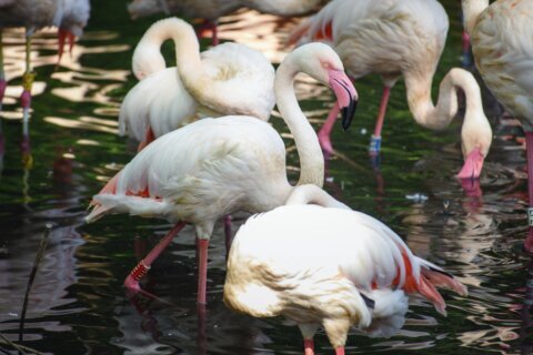 Berlin’s zoo is mourning Ingo the flamingo, who died at what’s believed to be at least 75