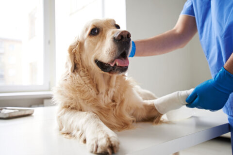 Urine test could provide early detection of cancer in dogs