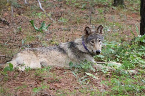 US won’t restore protections for wolves in Rockies, proposes national recovery plan