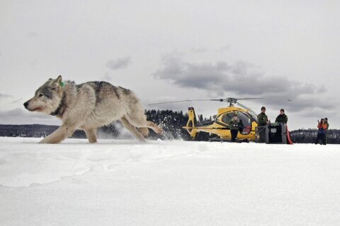 Warm weather forces park officials to suspend Isle Royale wolf count for first time in decades