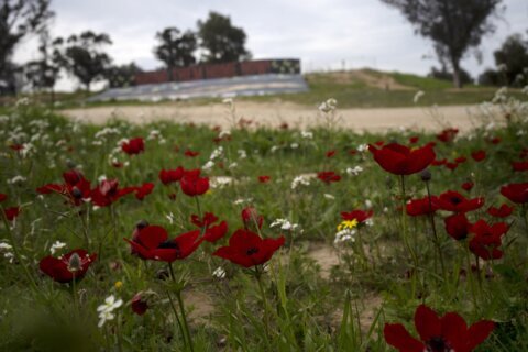 Southern Israel was filled with blood and death. Brilliant red wildflowers now bloom among the ashes