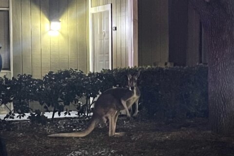 Sheriff’s deputies corral wayward kangaroo near pool at Florida apartment complex