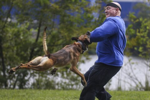 At least 6 US states are considering tougher penalties for killing police dogs