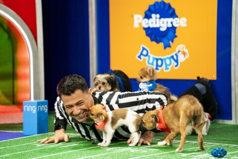 ‘Puppy Bowl’ celebrates a big anniversary this year, one that shelter and rescue pups will cheer