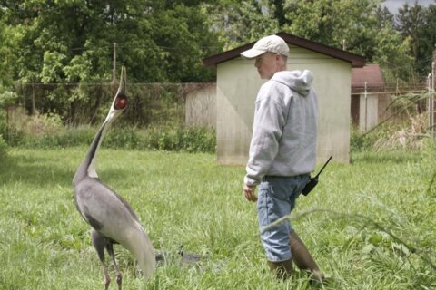 The crane attacked potential mates. But then she fell for her keeper