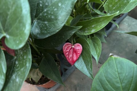 Which houseplants make great Valentine’s gifts? Let’s start with heart-shaped ones